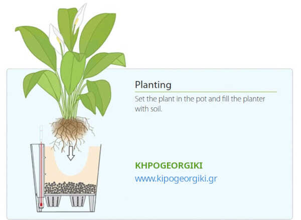 Planting